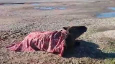 Ευθανασία στο άλογο που τραυματίστηκε στο τροχαίο στη Στράτο Αγρινίου -  Η κατάσταση του ήταν μη αναστρέψιμη
