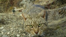 Η Νέα Ζηλανδία θα εξοντώσει όλες τις αδέσποτες άγριες γάτες ως το 2050 - «Είναι ψυχροί δολοφόνοι»