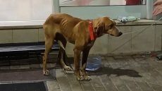 Mεγαλόπολη: Έβαλαν σκύλο σε τσουβάλι και τον πέταξαν σε κάδο σκουπιδιών