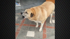 Ο Τάκης, ο παχουλός σκύλος των Ιωαννίνων είναι η πιο αγαπημένη μασκότ της πόλης