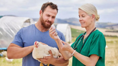 Σε έξαρση η γρίπη των πτηνών – Αυξημένος ο κίνδυνος για τους ανθρώπους προειδοποιεί το ECDC
