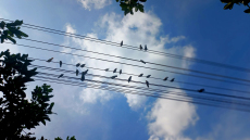 Λάρισα: Ένα πουλί προκάλεσε μπλακ άουτ - Η Πυροσβεστική απεγκλώβισε 14 άτομα από ασανσέρ