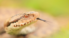 Τι να κάνουμε αν βρούμε οχιά στο σπίτι μας – Η περίπτωση στο Μαρούσι
