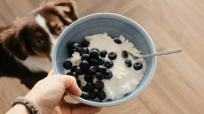 Επιτρέπεται ο σκύλος μας να φάει γιαούρτι; Τι πρέπει να προσέξουμε