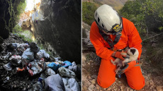 Πέθανε και το τελευταίο κουτάβι από αυτά που πέταξαν σε γκρεμό 20 μέτρων - Ήταν το μοναδικό που είχε σωθεί