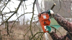 Τραγωδία στη Χαλκιδική: Νεκρός 79χρονος που καταπλακώθηκε από δέντρο στην προσπάθειά του να κόψει ξύλα