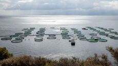 Υδατοκαλλιέργειες: Νούμερο 3 παίκτης στη Μεσόγειο η Ελλάδα – Αντιστέκεται εντός συνόρων η παραδοσιακή αλιεία