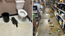 Ρακούν μπήκε σε κάβα στη Βιρτζίνια, μέθυσε και λιποθύμησε στο μπάνιο, δείτε φωτογραφίες