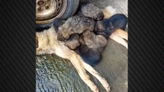 Εικόνες φρίκης καταγράφει φιλοζωικός σύλλογος στην Τρίπολη: Αδέσποτη σκυλίτσα θηλάζει τα κουτάβια της ενώ ξεψυχά