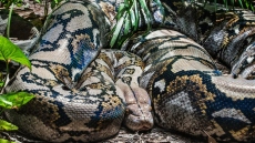 Τα ανακόντα ήταν οι ίδιοι γίγαντες και πριν 12 εκατ. χρόνια, νέα μελέτη προκάλεσε έκπληξη στους επιστήμονες