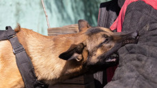 Δάγκωμα σκύλου: Έστειλε πάνω από 2.800 άτομα στο νοσοκομείο σε ένα έτος