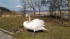Οικογενειάρχης μετά από 3,5 χρόνια ο μοναχικός κύκνος της Καστοριάς που είχε χάσει το ταίρι του