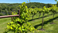 Τα «ξενιτεμένα» ελληνικά αμπέλια: Γιατί αυξάνεται η ζήτηση για ποικιλίες της χώρας μας από την Αμερική μέχρι την Αυστραλία