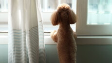 Πώς η μυρωδιά μας βοηθά το κατοικίδιο μας να υπολογίσει την ώρα της επιστροφής μας στο σπίτι