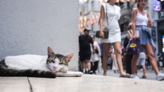 Μέσα στην πόλη που «κυβερνούν» οι γάτες: Η παράδοση από την Οθωμανική Αυτοκρατορία και τα ζώα-σύμβολα της Κωνσταντινούπολης