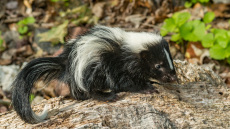 Απίστευτο περιστατικό στις ΗΠΑ: Πέθανε από λύσσα μετά από μεταμόσχευση νεφρού, ο δωρητής την κόλλησε προστατεύοντας ένα γατάκι