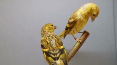 Ανεξέλεγκτο το παράνομο εμπόριο άγριων ειδών στην Ελλάδα, τι έδειξε έρευνα του WWF
