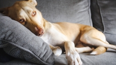 3 πράγματα που δεν ισχύουν για τους σκύλους που ζουν στα καταφύγια