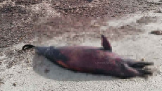 Νεκρό δελφίνι ξεβράστηκε στην παραλία του Κέρους στη Λήμνο, δείτε φωτογραφίες