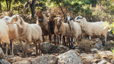 Αμφισβητείται η ύπαρξη της «σπάνιας φυλής αιγοπροβάτων Ρουμλουκίου»: Τι καταγγέλλει καθηγητής κτηνιατρικής, ο παράγοντας επιδοτήσεις 