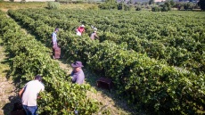 Οδηγός για αγρότες και κτηνοτρόφους:  Πώς μπορούν να κάνουν διορθώσεις και ενστάσεις για τις επιδοτήσεις