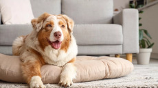 Ποια σημεία του σπιτιού αρέσουν περισσότερο στον σκύλο μας