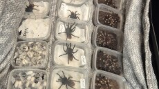 Η βρετανική αστυνομία βρήκε 2.000 ταραντούλες σε ένα αυτοκίνητο
