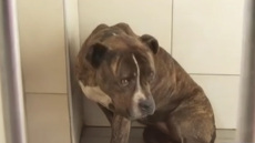 Τριάντα αιτήματα υιοθεσίας για το πίτμπουλ που σκότωσε τον 2χρονο στη Ζάκυνθο, τι λένε στο ΔΙΚΕΠΑΖ