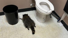 Ύποπτο για σειρά διαρρήξεων το ρακούν που μέθυσε και λιποθύμησε σε κάβα στη Βιρτζίνια