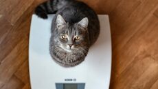 Ποιο είναι το ιδανικό βάρος για τη γάτα σας ανάλογα με την ηλικία της