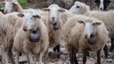 Πρωτοψάλτης: Οικονομική στήριξη 187 εκατ. ευρώ σε κτηνοτρόφους που έχουν πληγεί από την ευλογιά μέχρι τέλος του 2026