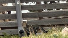 Στη Σαντορίνη τα αδέσποτα ταΐζονται με τον πιο πρωτότυπο τρόπο