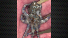 Τουρίστας έπιασε εν αγνοία του θανατηφόρο χταπόδι και έγινε viral στα social media 