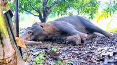 Δείτε βίντεο: Τρεις άνδρες έκαψαν ζωντανό άγριο ελέφαντα στη Σρι Λάνκα, αφού τον πυροβόλησαν