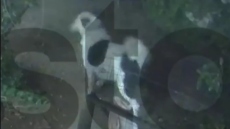 Άγιος Δημήτριος: Σκύλος πήδηξε τελευταία στιγμή από αυλή που κατέρρεε από την κακοκαιρία