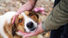 Γιατί ο σκύλος μας συμπαθεί τους ίδιους ανθρώπους με εμάς