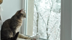 4 πράγματα που πρέπει να γνωρίζετε για τις γάτες και τον χειμώνα