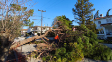 Θυελλώδεις άνεμοι στη Θεσσαλονίκη, ξεπέρασαν τα 100 χλμ την ώρα οι ριπές: Δεκάδες κλήσεις για πτώσεις δέντρων