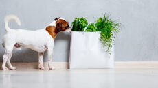 Το πράσινο λαχανικό που προστατεύει τους σκύλους από τον καρκίνο