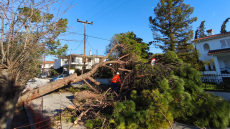 Οι θυελλώδεις άνεμοι έριξαν 28 δέντρα και προκάλεσαν ζημιές σε ηλεκτροφόρα καλώδια στη Θέρμη Θεσσαλονίκης