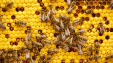 Η αλήθεια για το πού πάνε οι μέλισσες και οι σφήκες τον χειμώνα