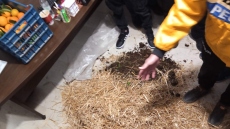 Αγρίνιο: Με σανό και κοπριά πήγαν στα γραφεία βουλευτών της ΝΔ αγρότες από το μπλόκο στο Αγγελόκαστρο, δείτε φωτογραφίες