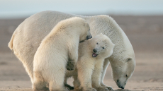Η πολική αρκούδα που υιοθετησε εγκαταλελειμμένο αρκουδάκι - Φωτογραφίες

