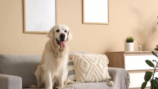 Πώς επιλέγει ο σκύλος μας το αγαπημένο του σημείο στο σπίτι;