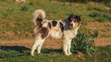 Ηλικιωμένος πέθανε μέσα στο σπίτι του στη Λαμία και ο σκύλος του δεν άφηνε κανέναν να μπει μέσα