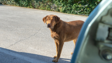 Θεσσαλονίκη: 67χρονος οδηγούσε και είχε τον σκύλο να τρέχει δίπλα στο ΙΧ κρατώντας τον από το λουρί