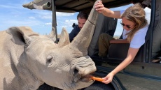 H Νίνα Φλορ και ο Φίλιππος Ντε Γκρες ταξίδεψαν στην Αφρική: Το σαφάρι και οι στιγμές στην άγρια φύση