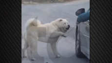 Βίντεο: Τον πάω βόλτα, είπε ο 67χρονος που οδηγούσε και είχε τον σκύλο να τρέχει δίπλα στο ΙΧ κρατώντας τον από το λουρί