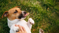 Πότε πρέπει να χαϊδεύουμε έναν σκύλο και πότε όχι