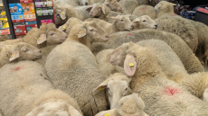 Πρόβατα έφυγαν από χωράφι και εισέβαλαν σε σούπερ μάρκετ στη Γερμανία, δείτε βίντεο 